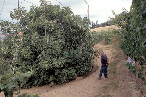 A large fig tree growing in the Garden Spot vineyard, high elevation location.