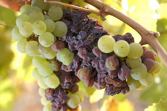 A cluster of riesling that is starting to dry and and concentrate flavors due to botrytis
