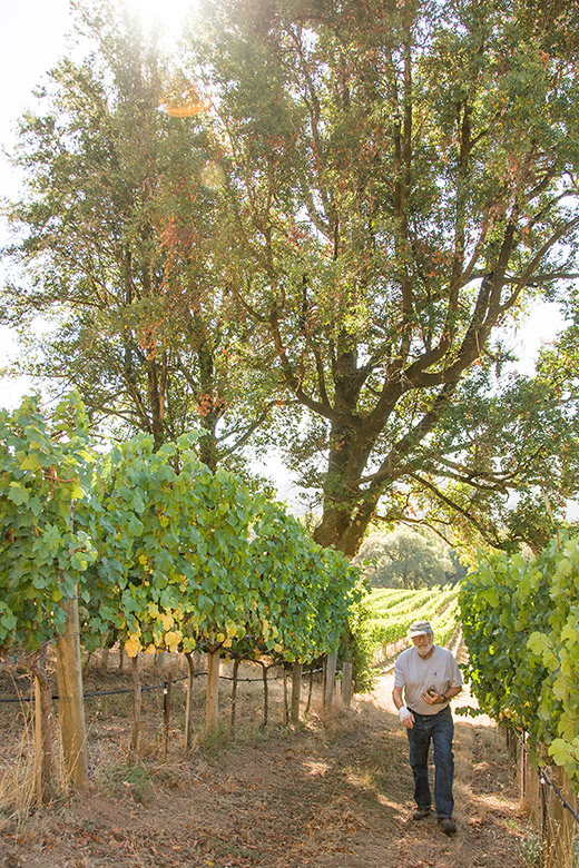 Ted hiking through Camp riesling vineyard under a large pepperwood tree