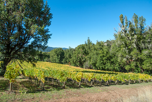 Camp Riesling vineyard near a line of trees under a blue sky.