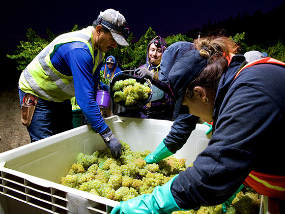 Harvesting Chardonnay at night, September 26, 2019.