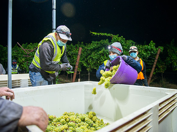 Harvesting Chardonnay at night, September 11, 2020.