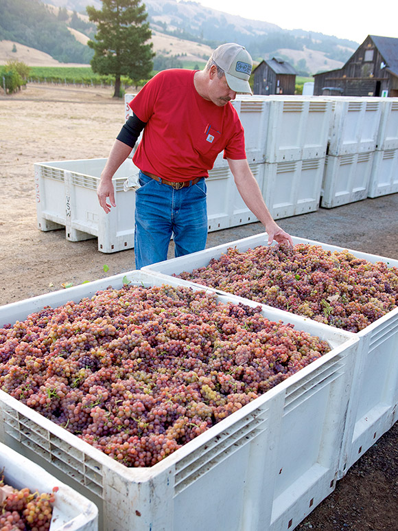 Casey Hartlip inspecting his Gewürztraminer harvest