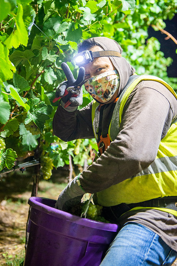 Harvesting Muscat Blanc 2020.