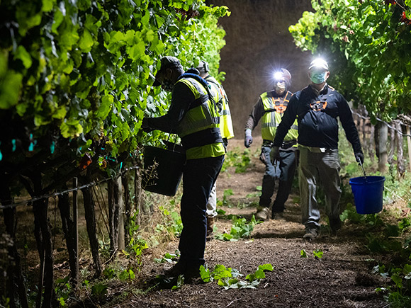 harvesting Campsite Riesling at night.