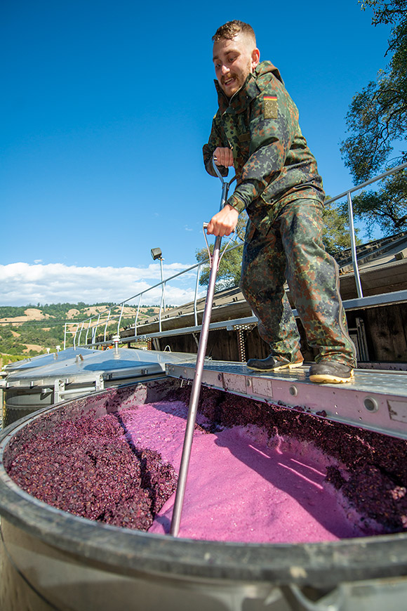 Zinfandel in a five-ton open-top fermenter, punching down with a tool.
