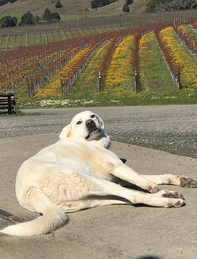 Luke napping over the vineyard.