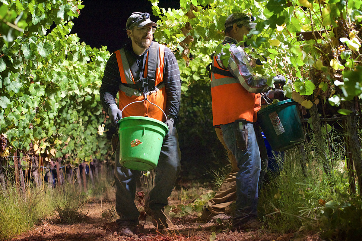 Navarro Gewürztraminer Vineyards - 2022